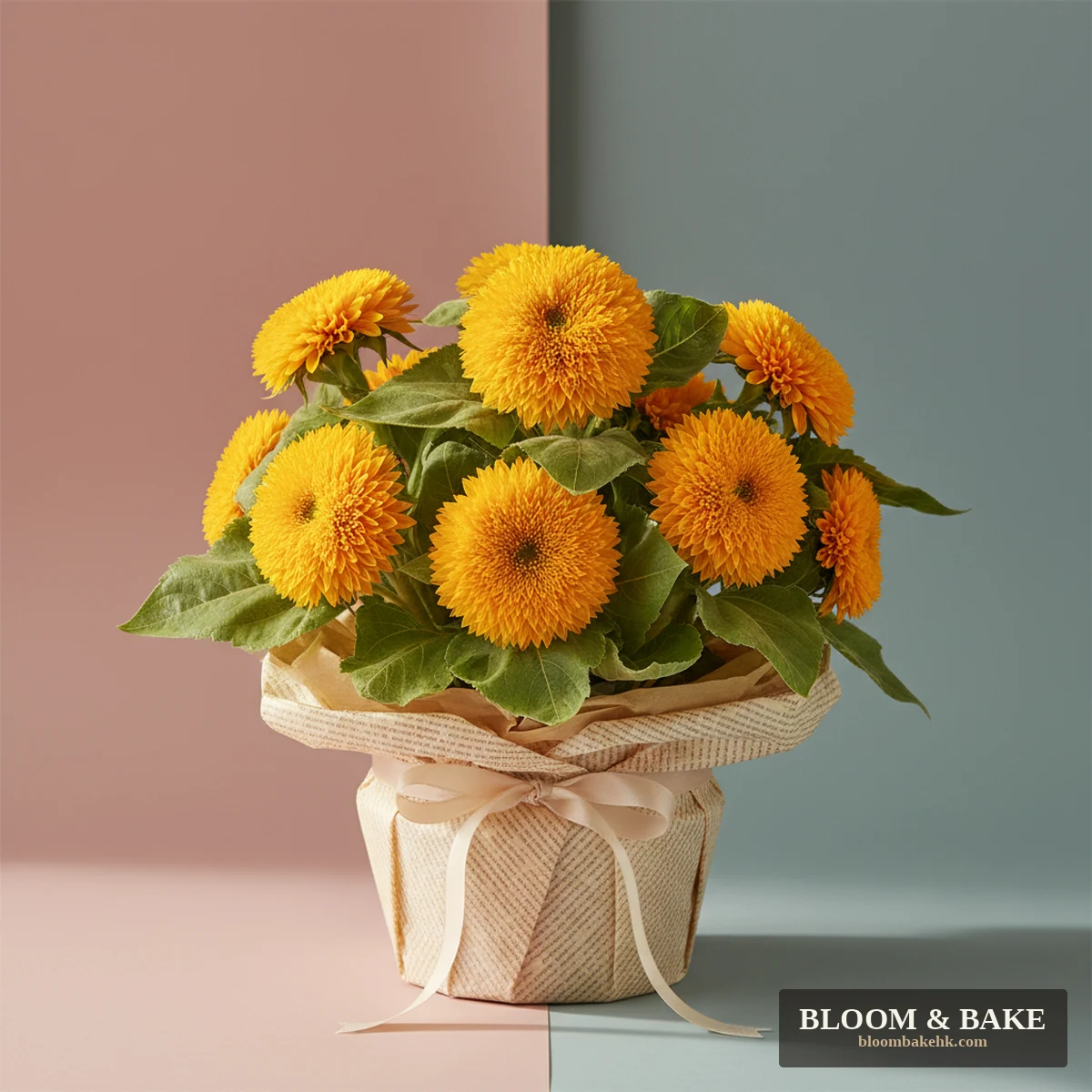 鮮花花藝 向日葵盆栽-泰迪熊重瓣 — Bloom & Bake 香港 鮮花花藝 精品圖